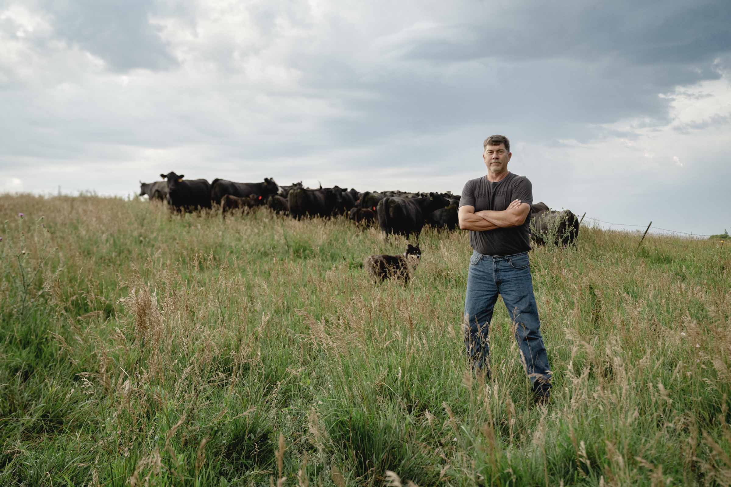 Man standing in front of cows in a field.
