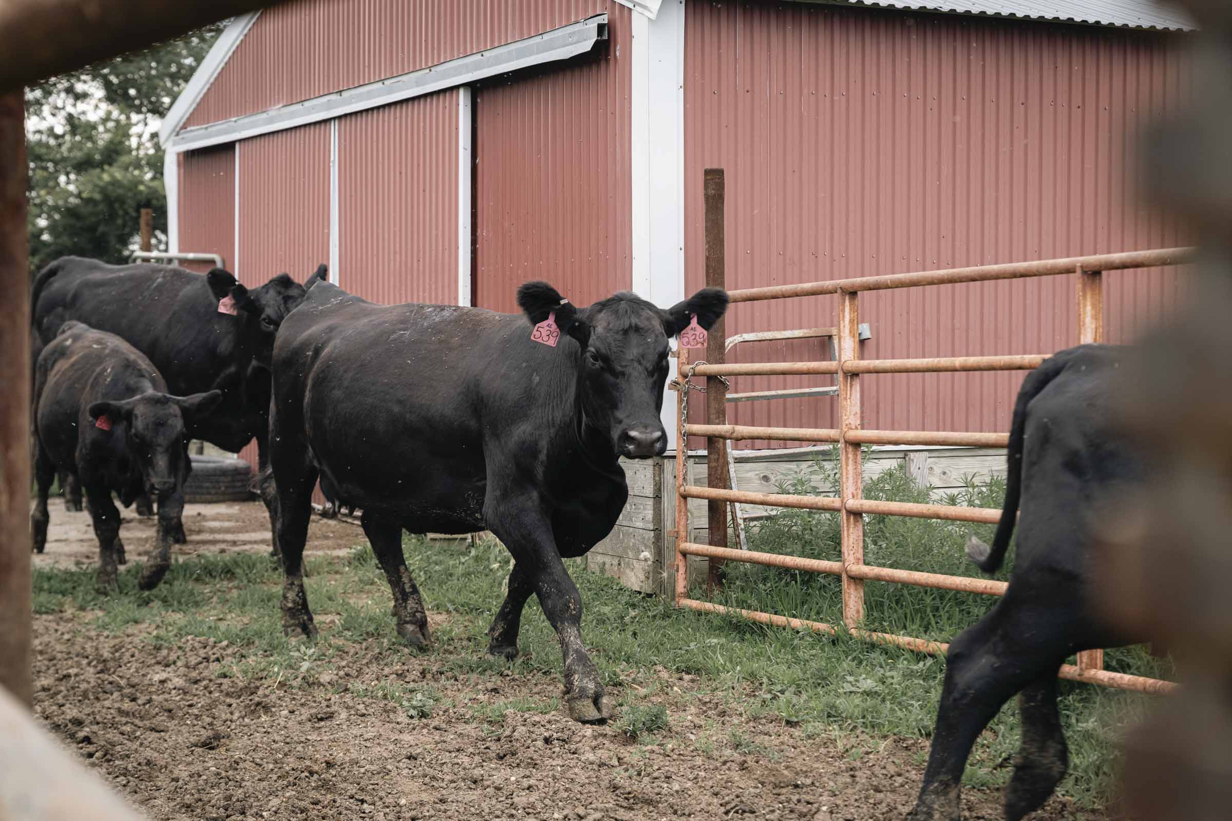 Cows going through gate.