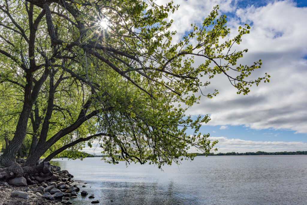 Tree on the banks of Lake Kampeska in Watertown South Dakota, sunny day with clouds in the blue sky.