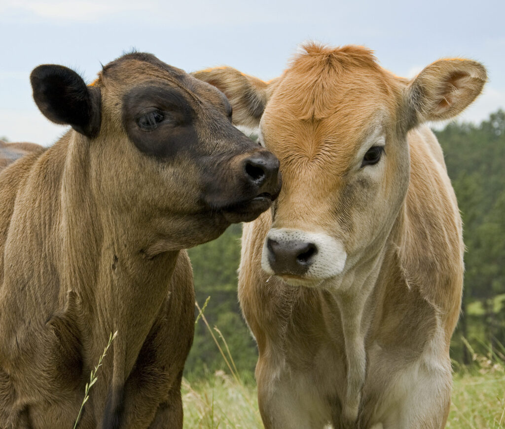 Livestock touching noses