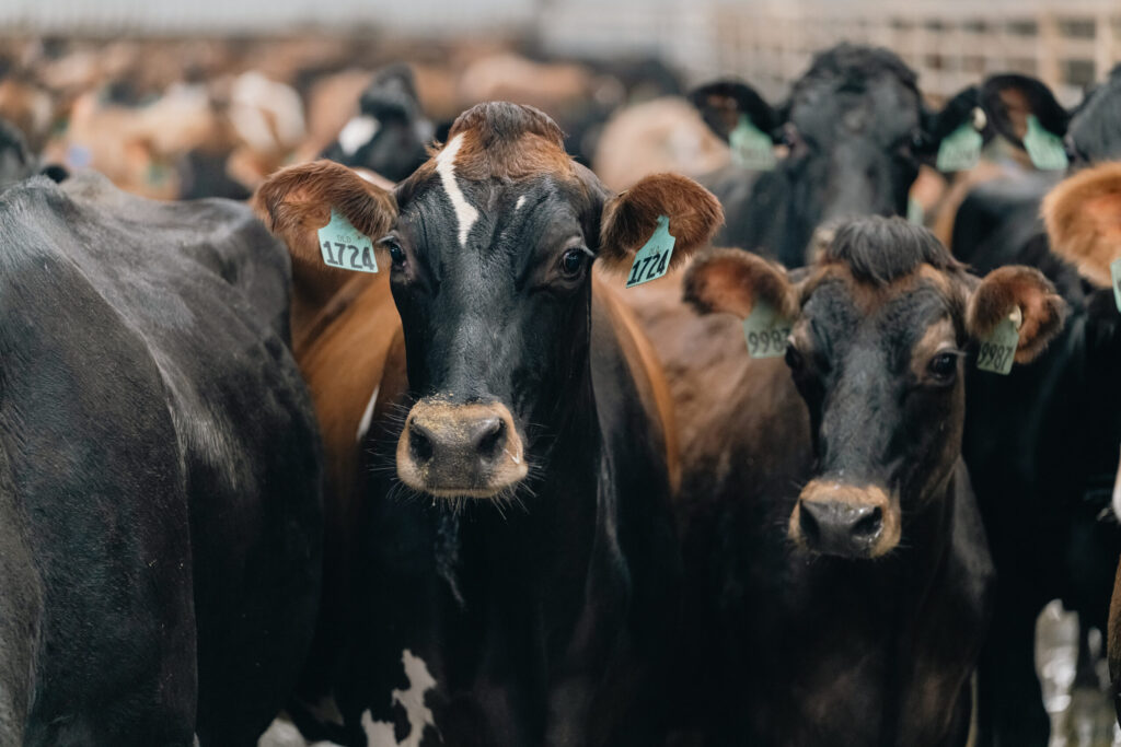 Dairy cows in a group, green tags on ears.