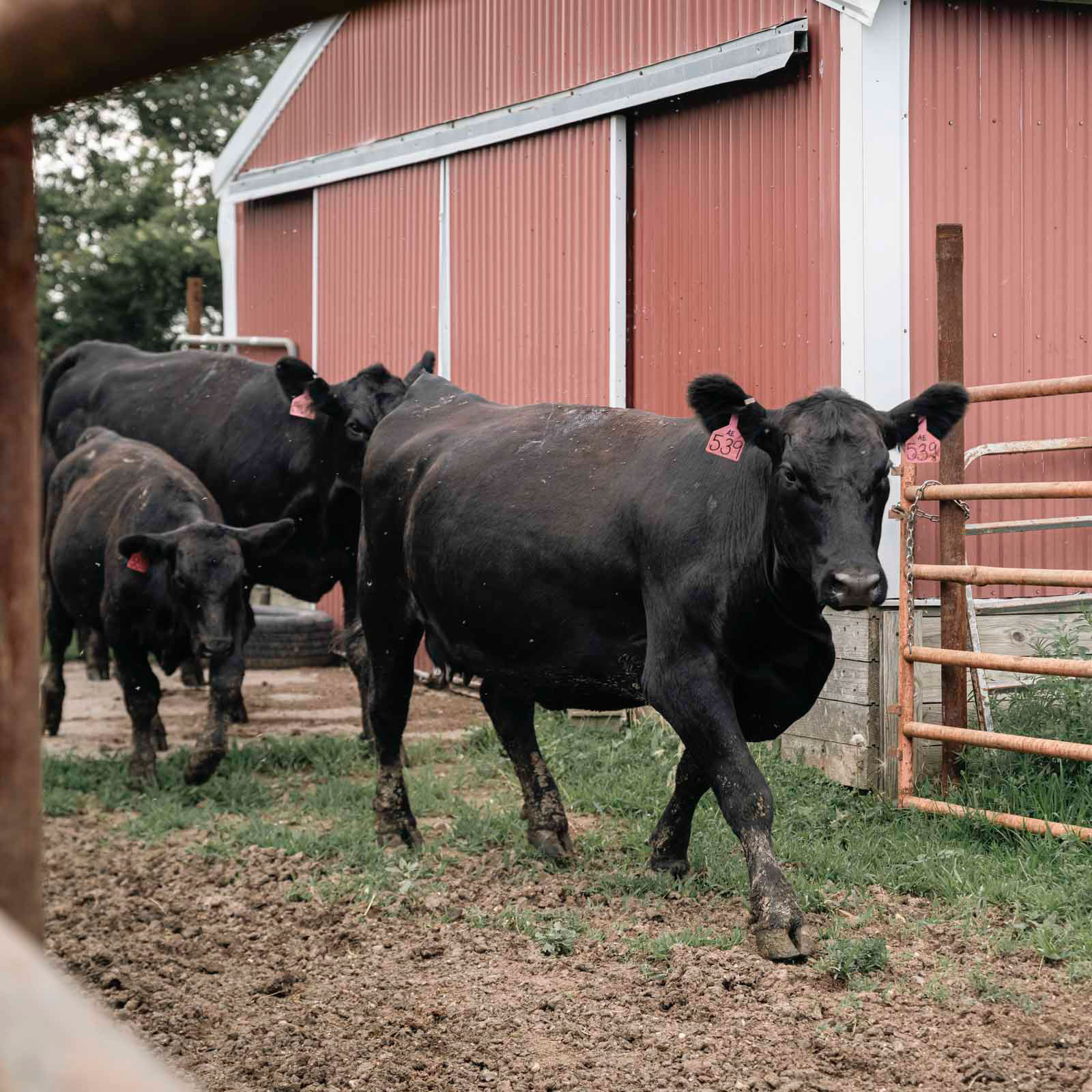 Cows going through gate.