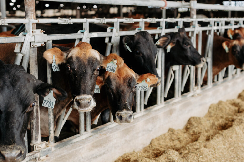 Brown and black dairy cows eating feed at a modern dairy barn in South Dakota.